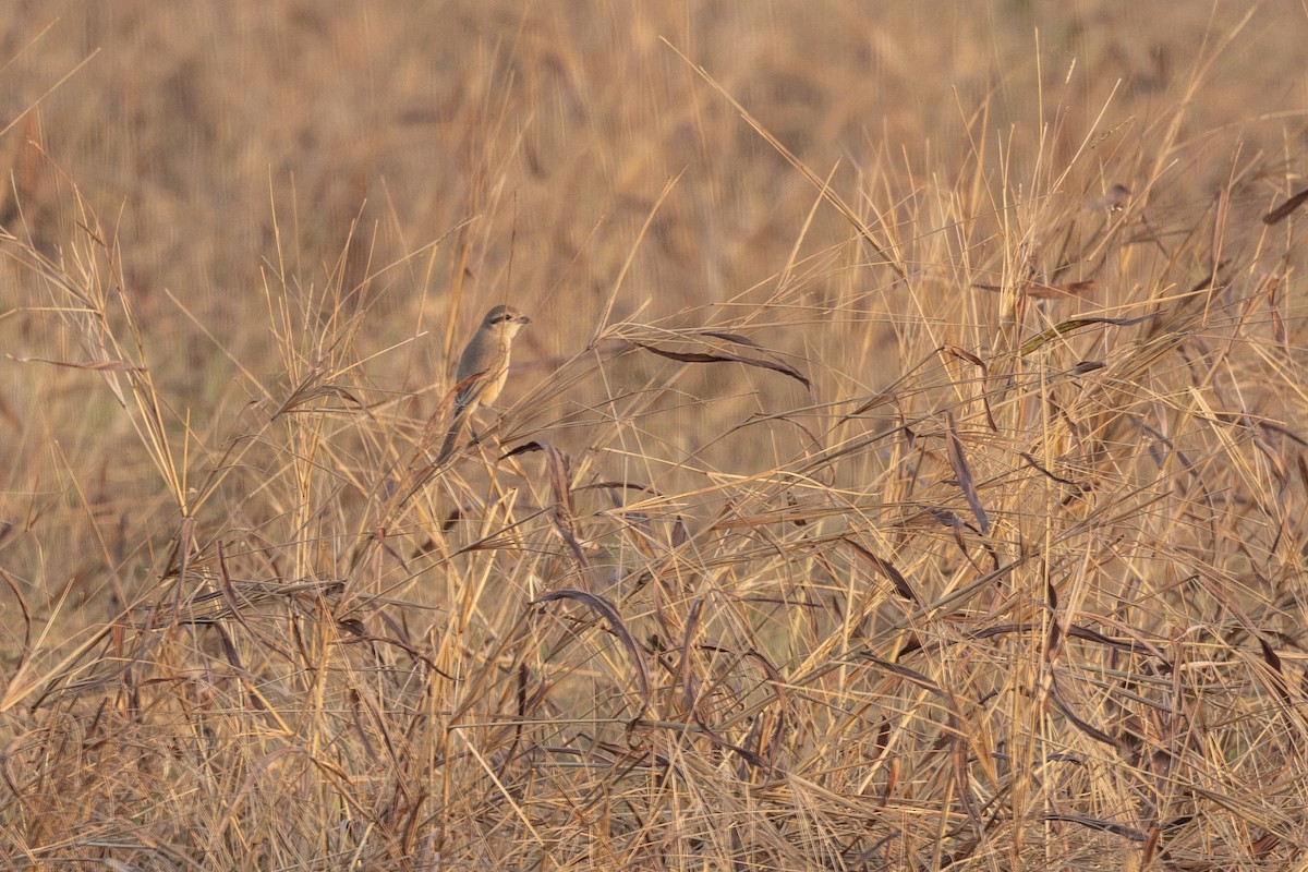 Isabelline Shrike - ML647455998