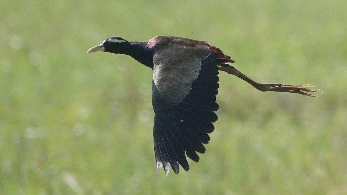 Бронзовокрылая якана - ML647456000