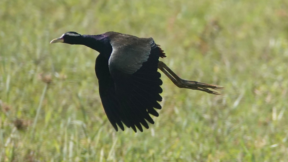 Бронзовокрылая якана - ML647456001