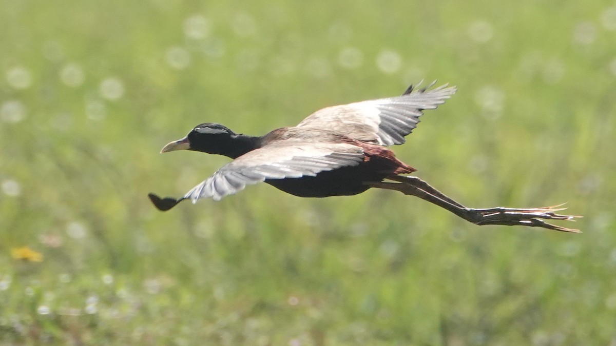 Бронзовокрылая якана - ML647456002