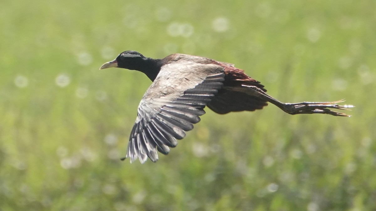 Бронзовокрылая якана - ML647456003