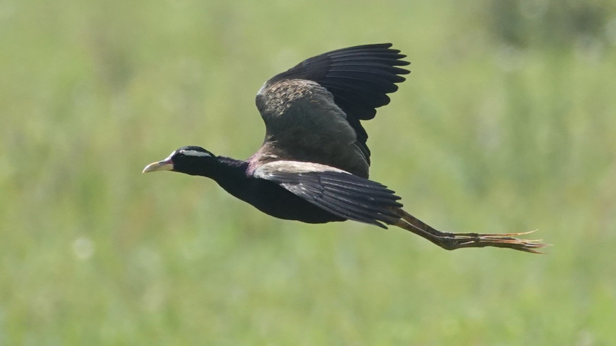 Бронзовокрылая якана - ML647456004