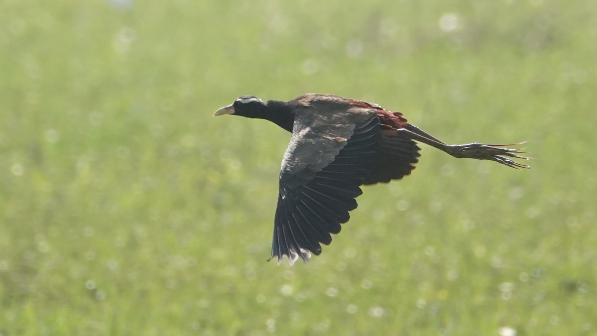 Бронзовокрылая якана - ML647456005