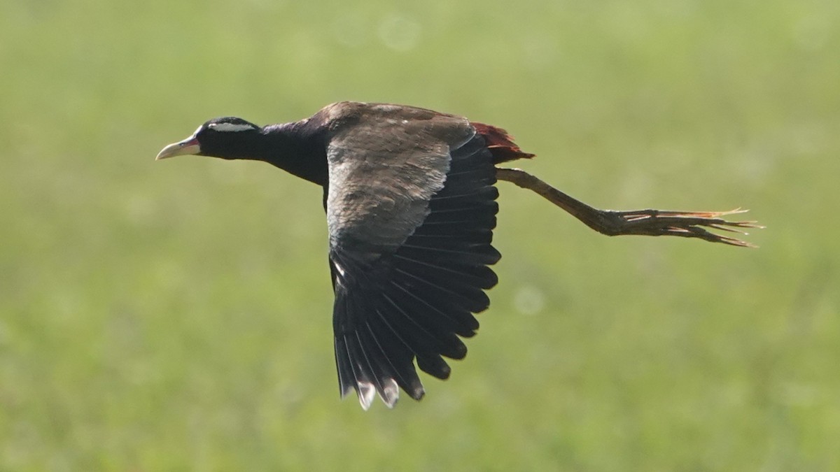 Бронзовокрылая якана - ML647456006