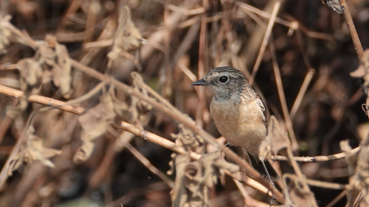 bramborníček sibiřský - ML647456036