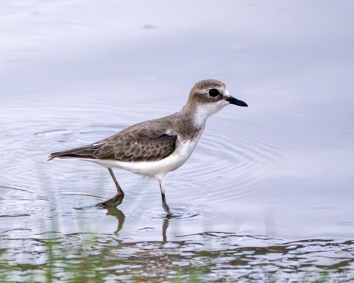 Tibetan Sand-Plover - ML647456040