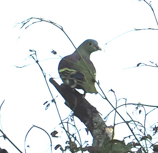 Thick-billed Green-Pigeon - ML647456070