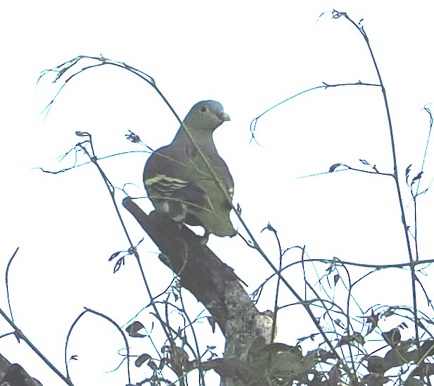 Thick-billed Green-Pigeon - ML647456071