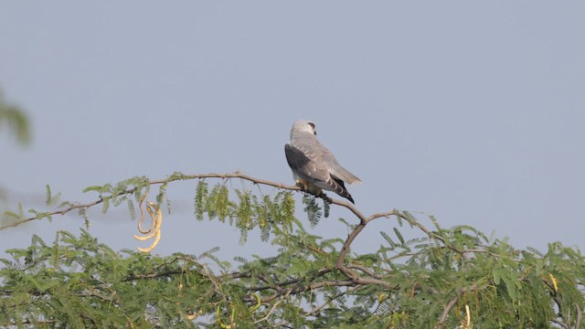 Ak Çaylak - ML647456080