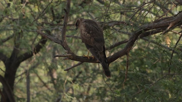 Лунь степовий - ML647456081