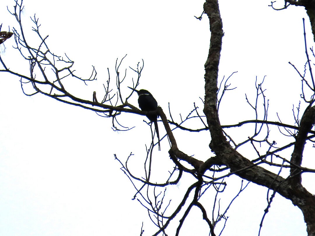 Paradise Jacamar - ML647456125