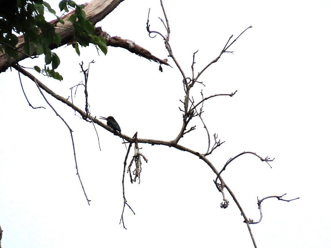 Paradise Jacamar - ML647456126