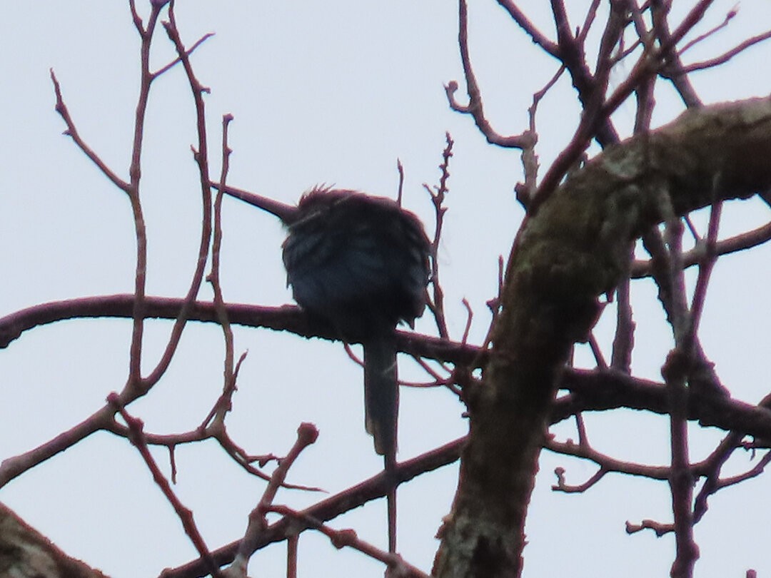 Paradise Jacamar - ML647456127