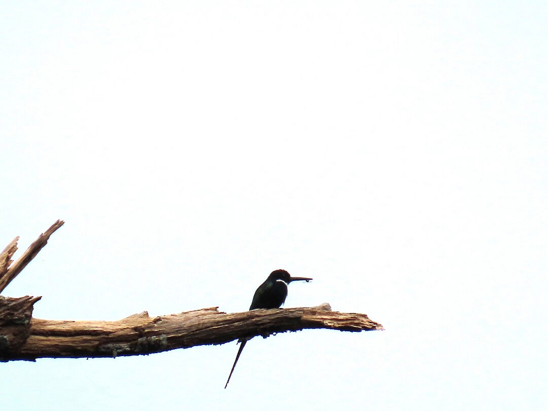 Paradise Jacamar - ML647456128