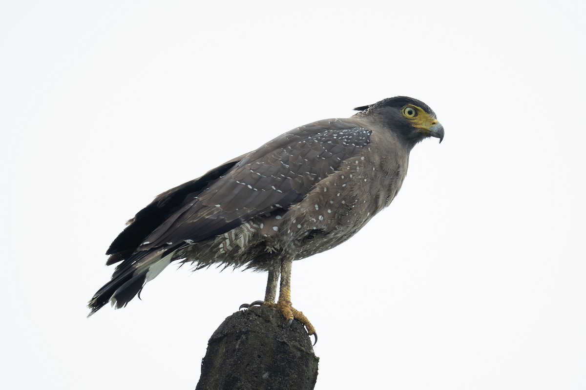 Culebrera Chiíla - ML647456129