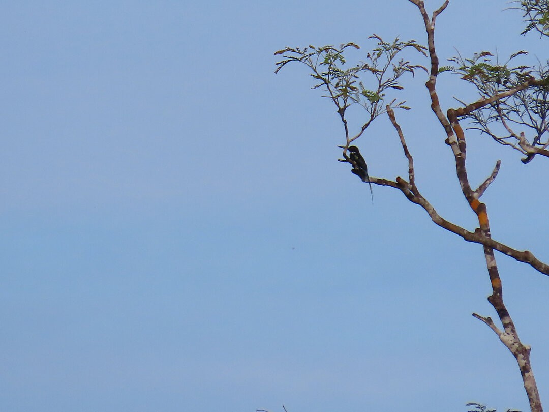 Paradise Jacamar - ML647456144