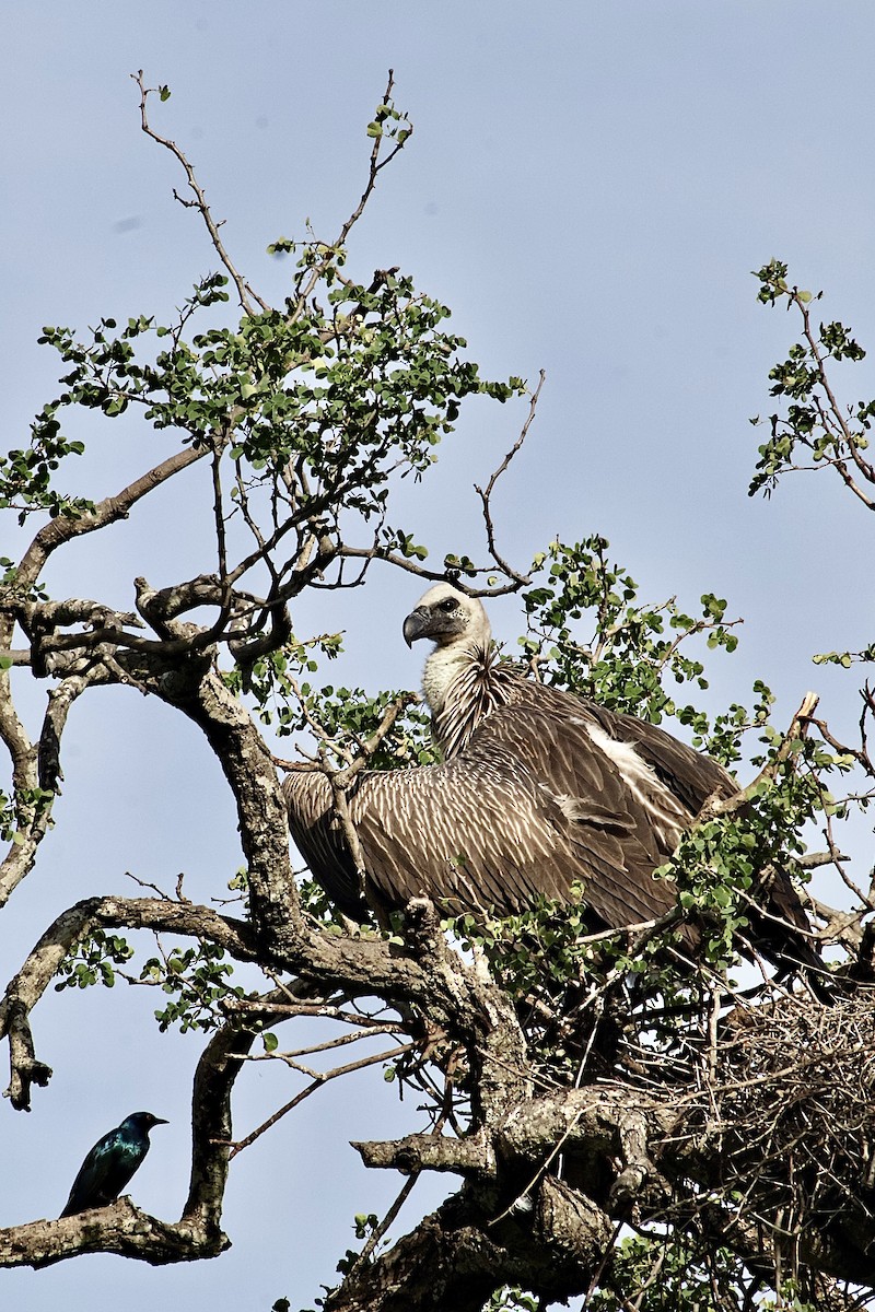 White-backed Vulture - ML647456149