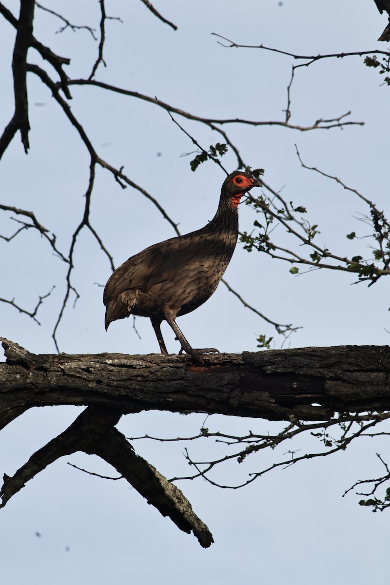 Swainson's Spurfowl - ML647456150