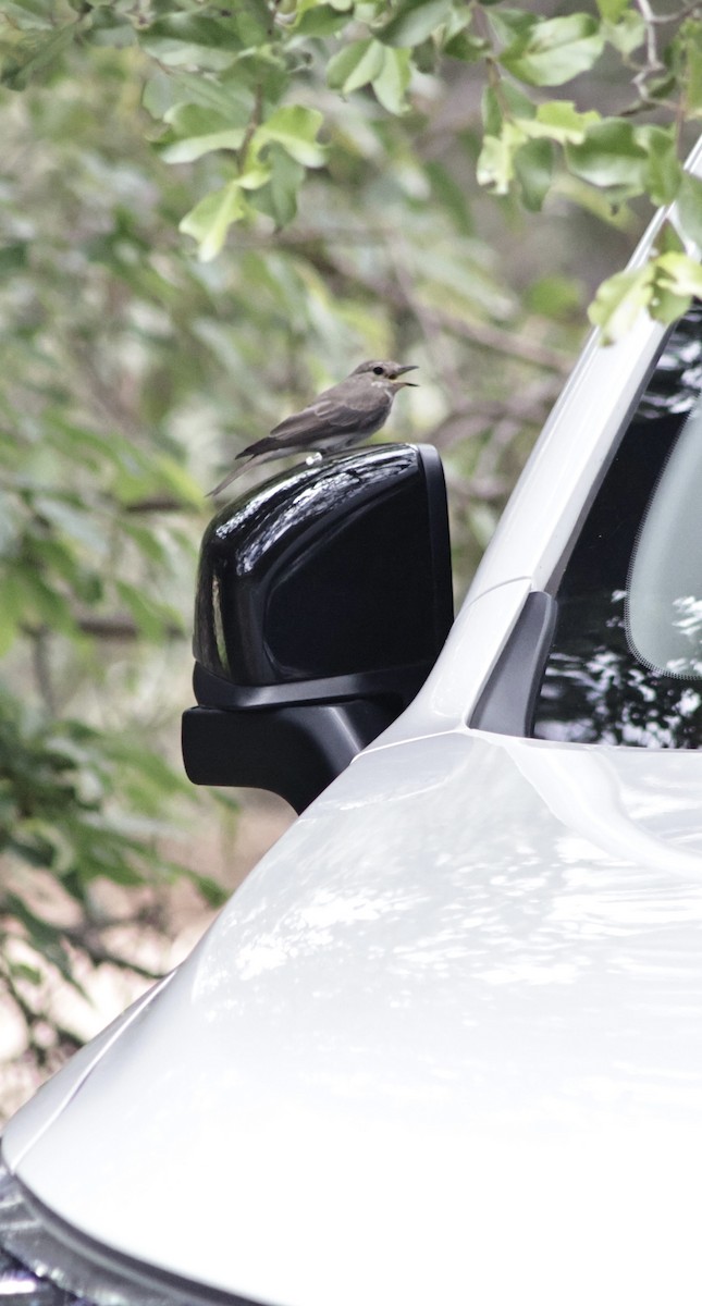 Бөртөт намнаахай - ML647456155