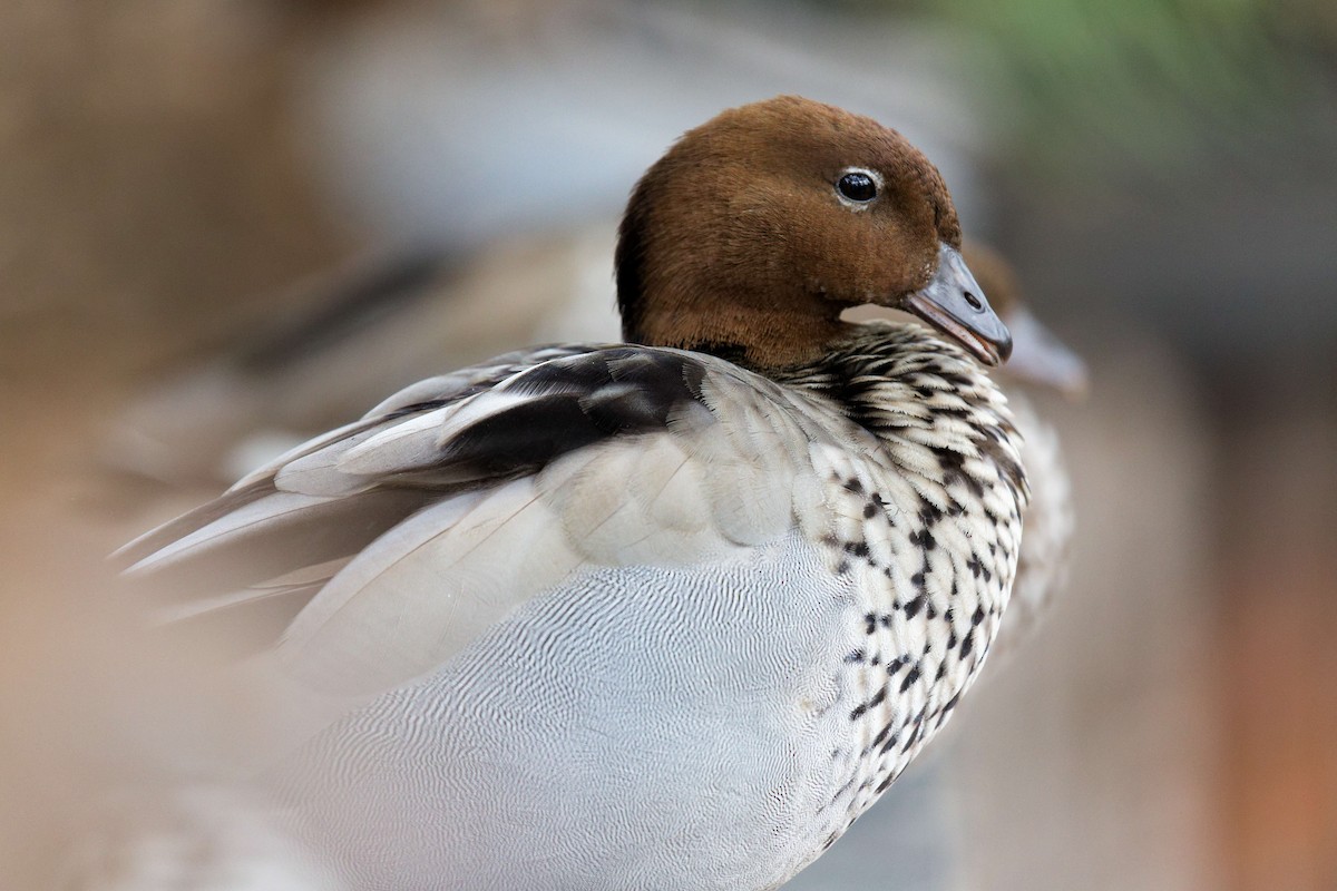 Maned Duck - ML647456163