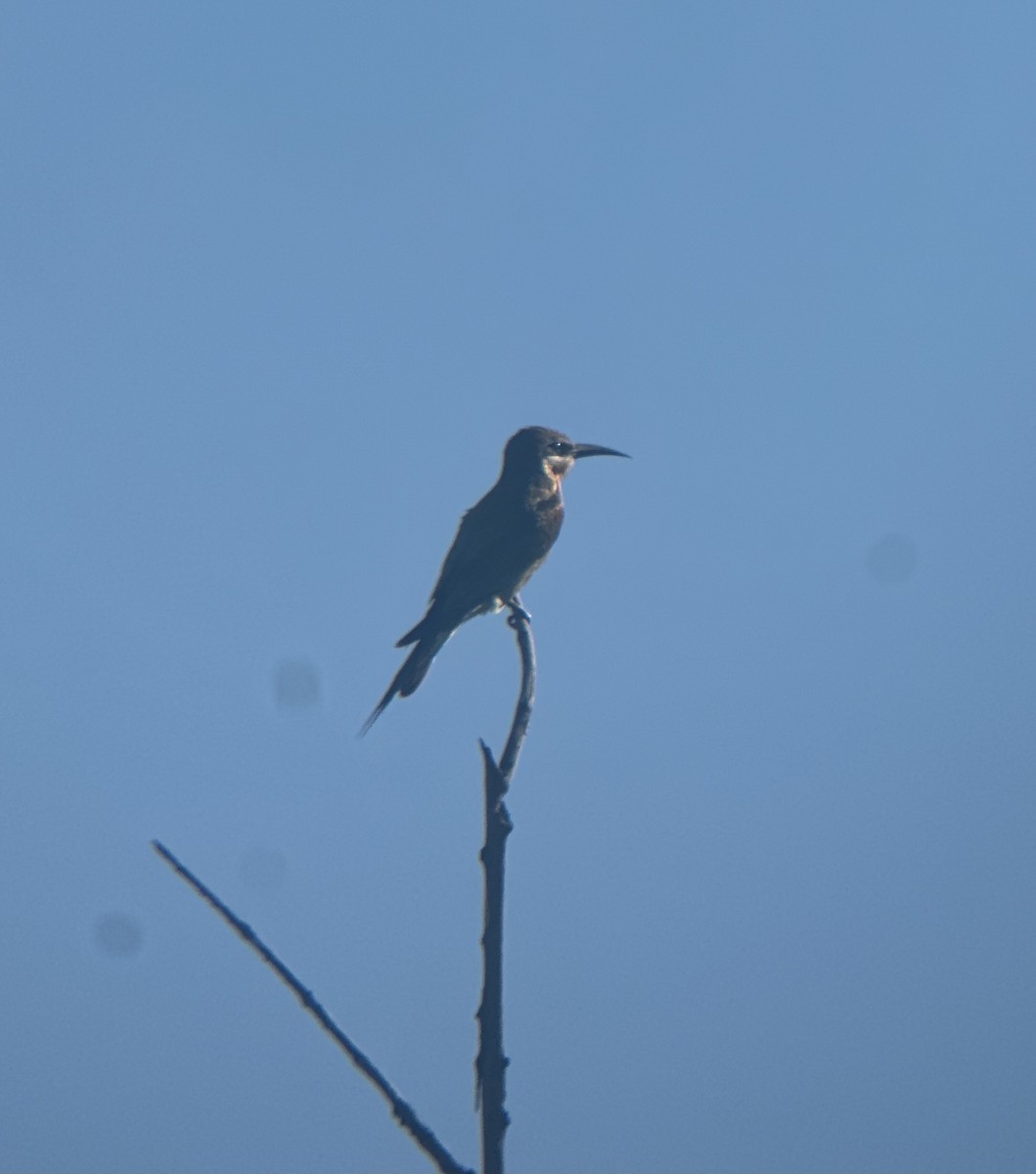 Olive Bee-eater - ML647456173