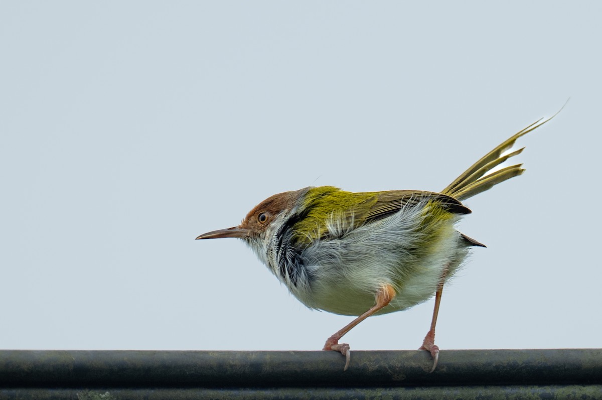 Common Tailorbird - ML647456183