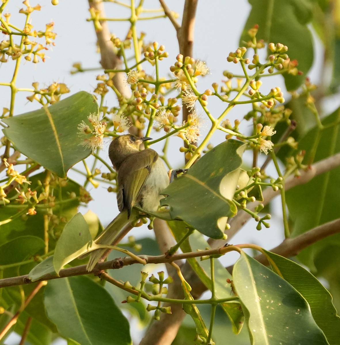 Brown Honeyeater - ML647456206