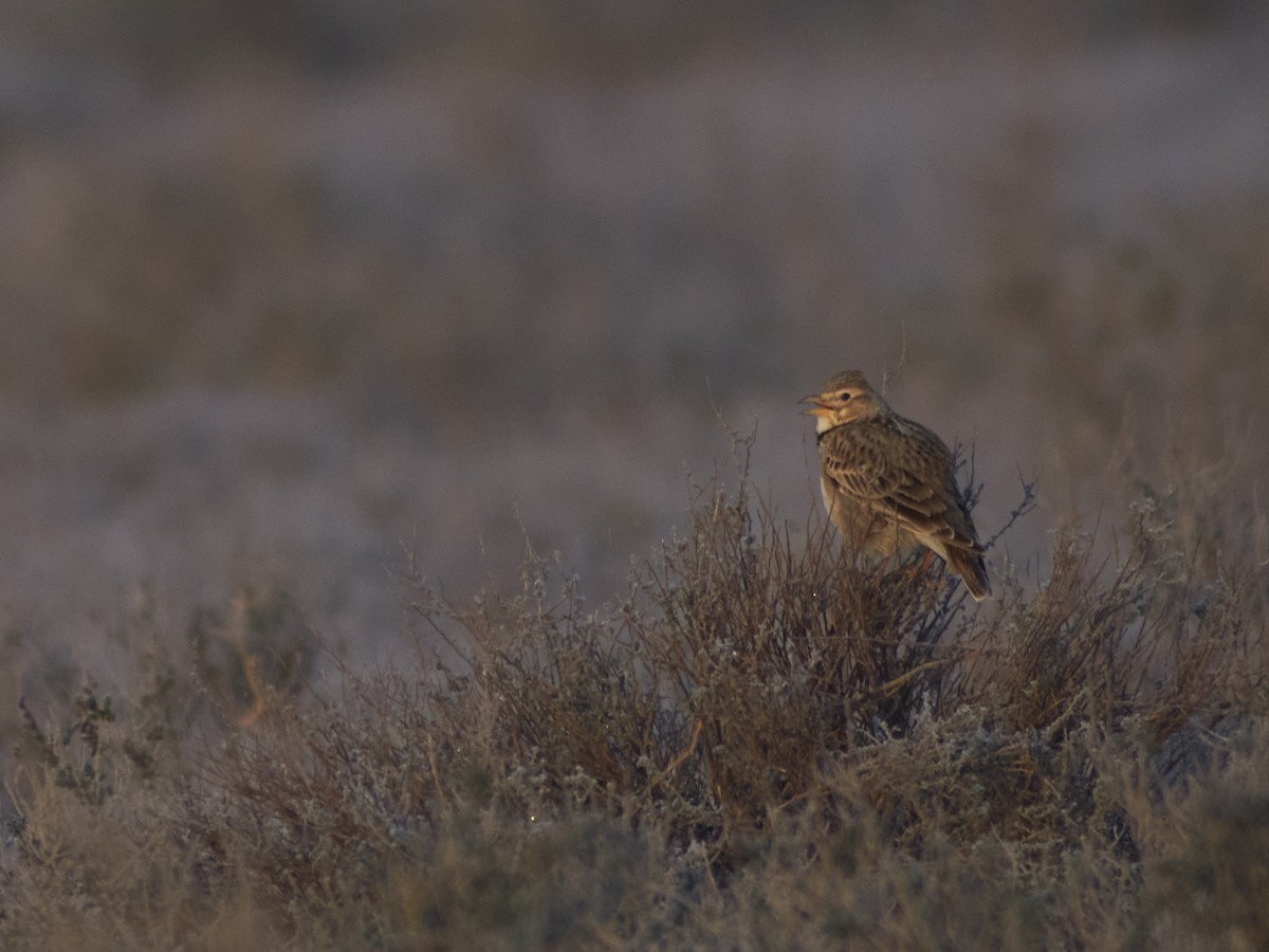 Calandra Lark - ML647456214