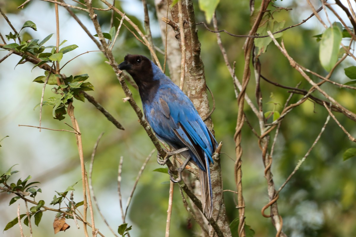 Azure Jay - ML647456215