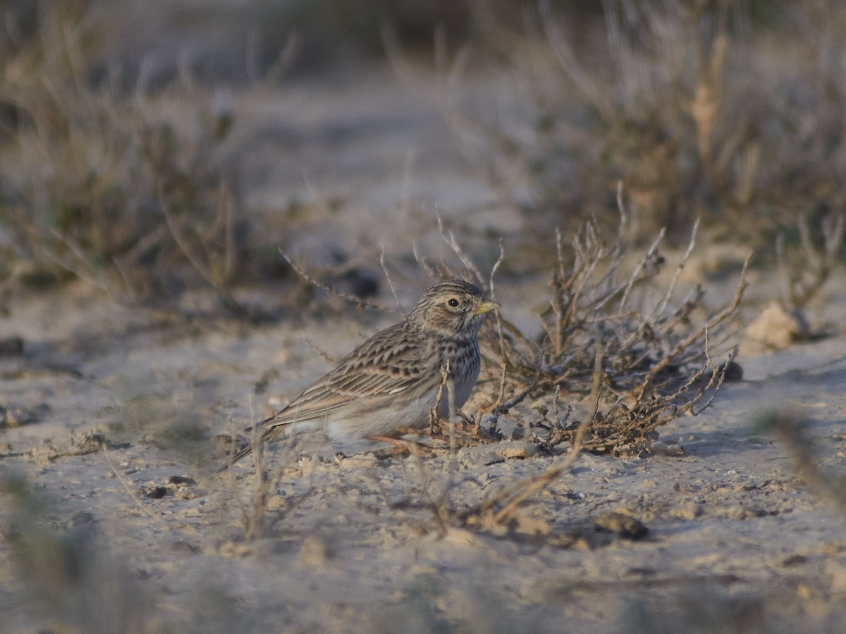 Mediterranean Short-toed Lark - ML647456216