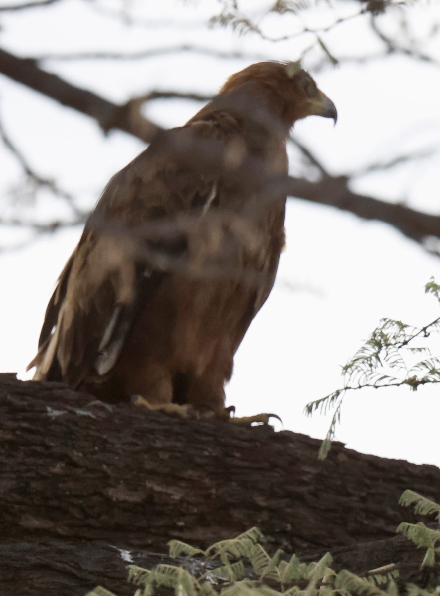 Tawny Eagle - ML647456217