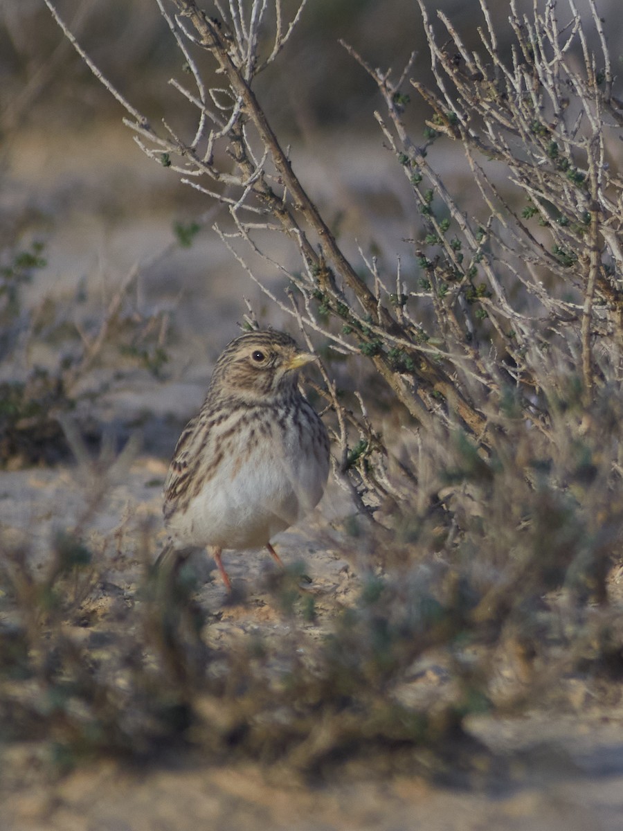 Mediterranean Short-toed Lark - ML647456223