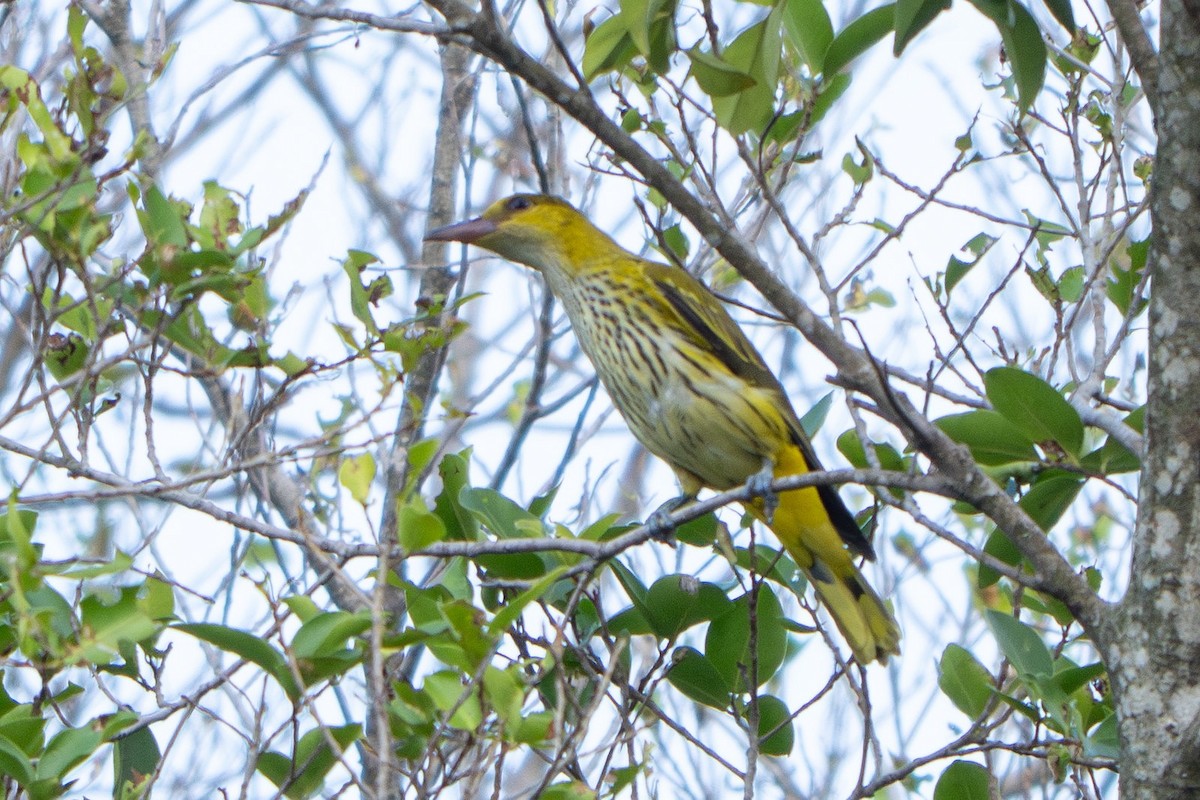 黃鸝(diffusus) - ML647456224