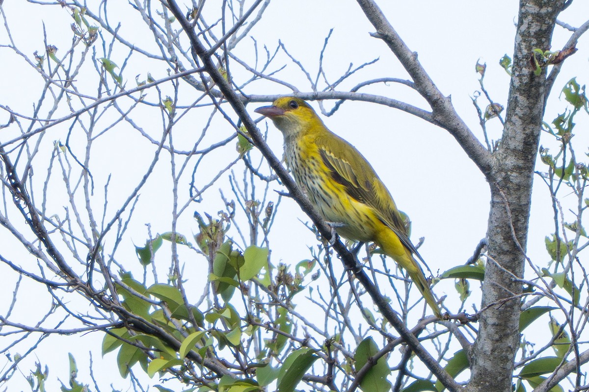 黃鸝(diffusus) - ML647456225