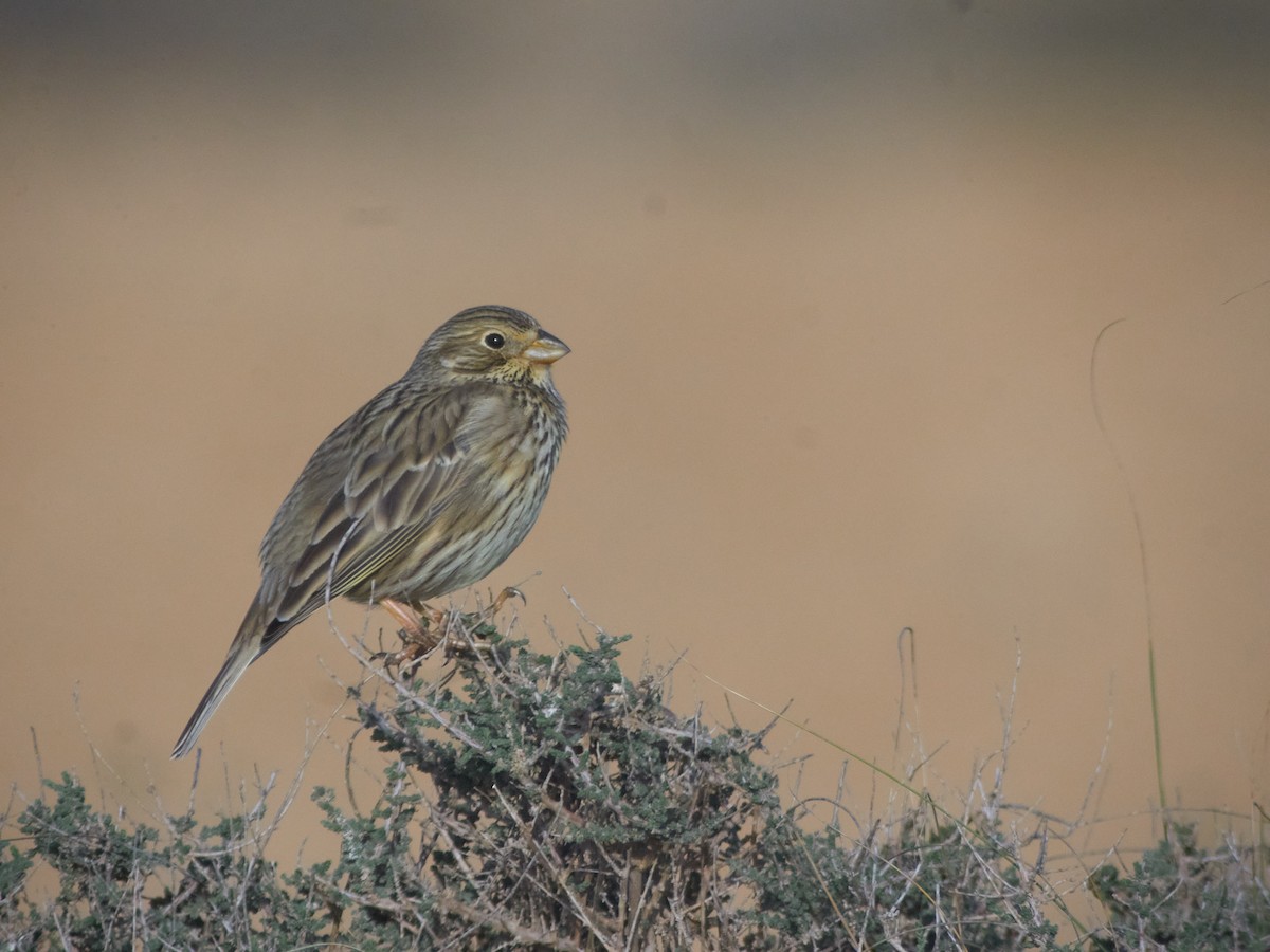 Corn Bunting - ML647456226