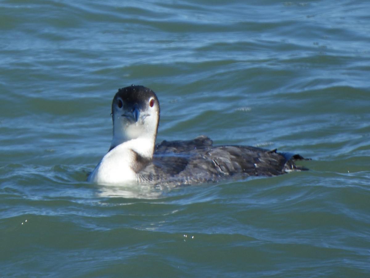 Common Loon - ML647456227