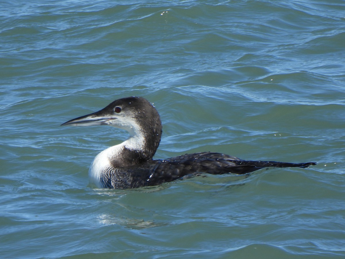 Common Loon - ML647456228