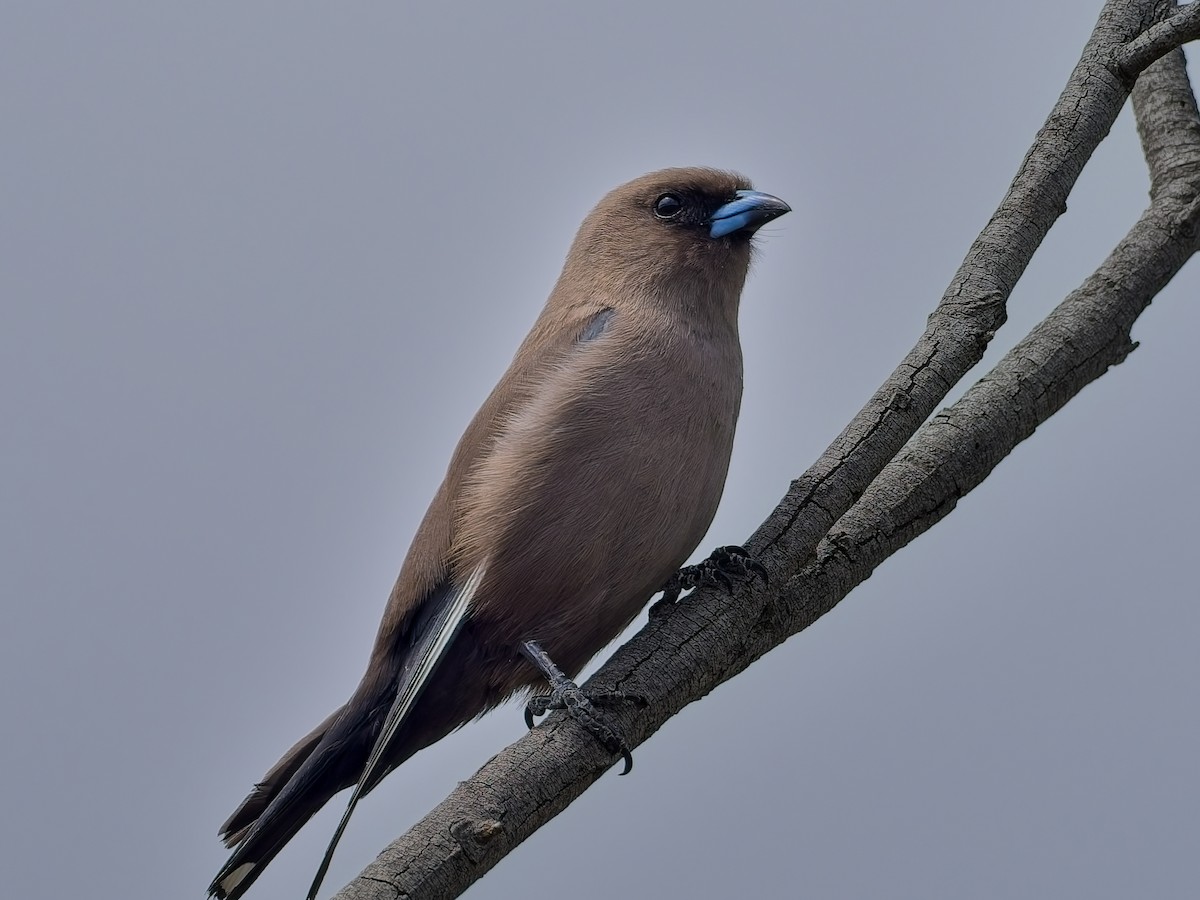Dusky Woodswallow - ML647456229