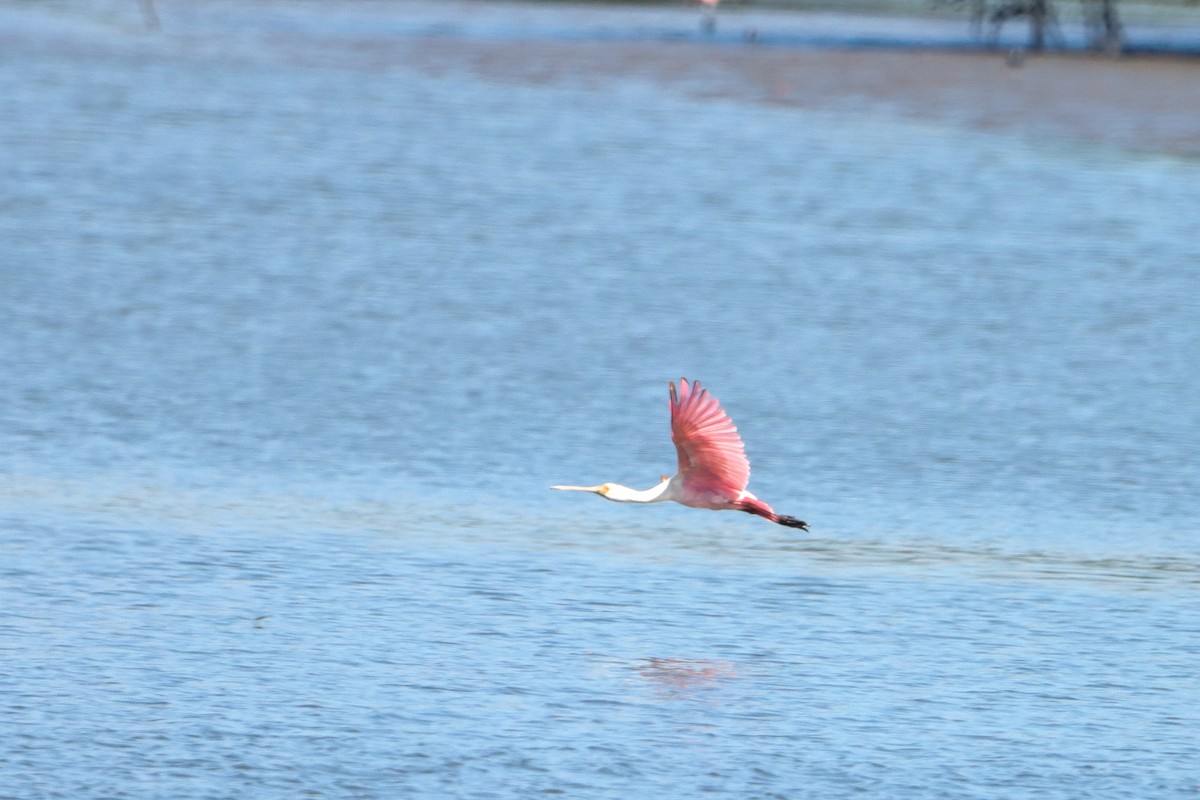Roseate Spoonbill - ML647456230