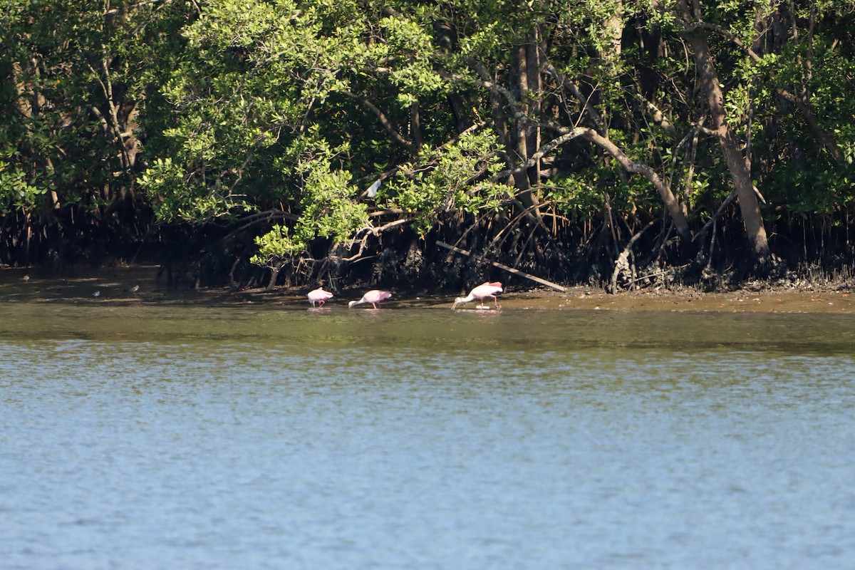 Roseate Spoonbill - ML647456231