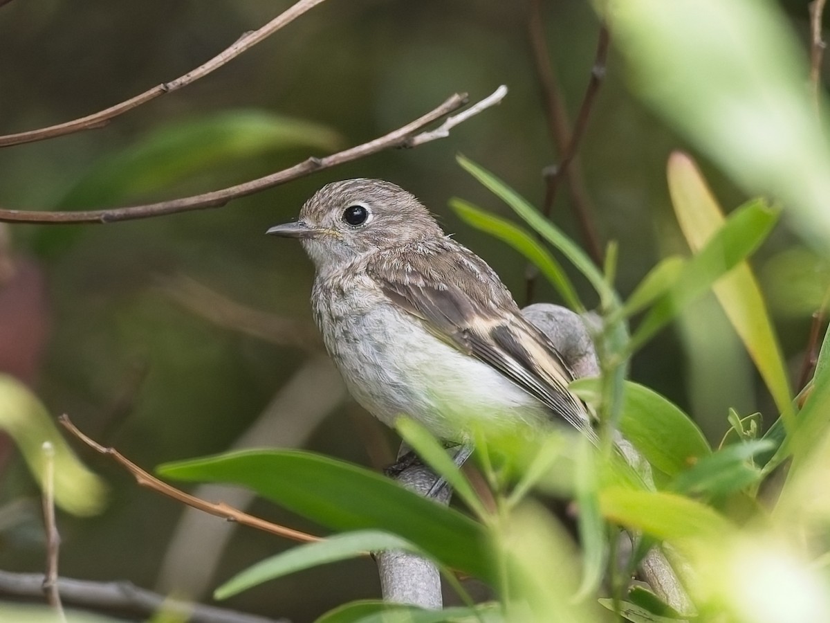Red-capped Robin - ML647456232