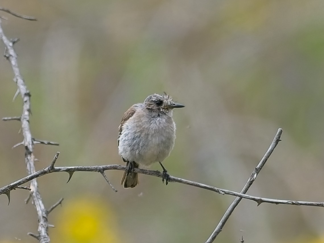 Red-capped Robin - ML647456233