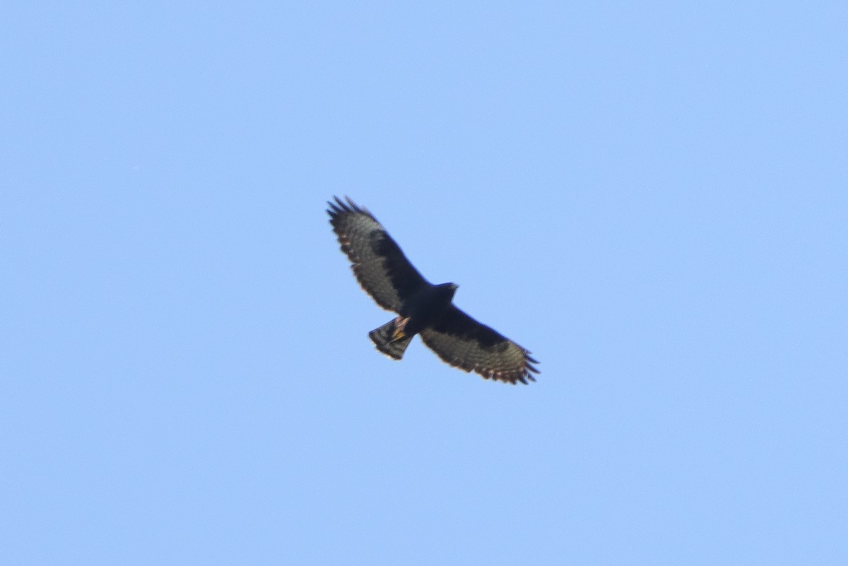 Short-tailed Hawk - ML647456234