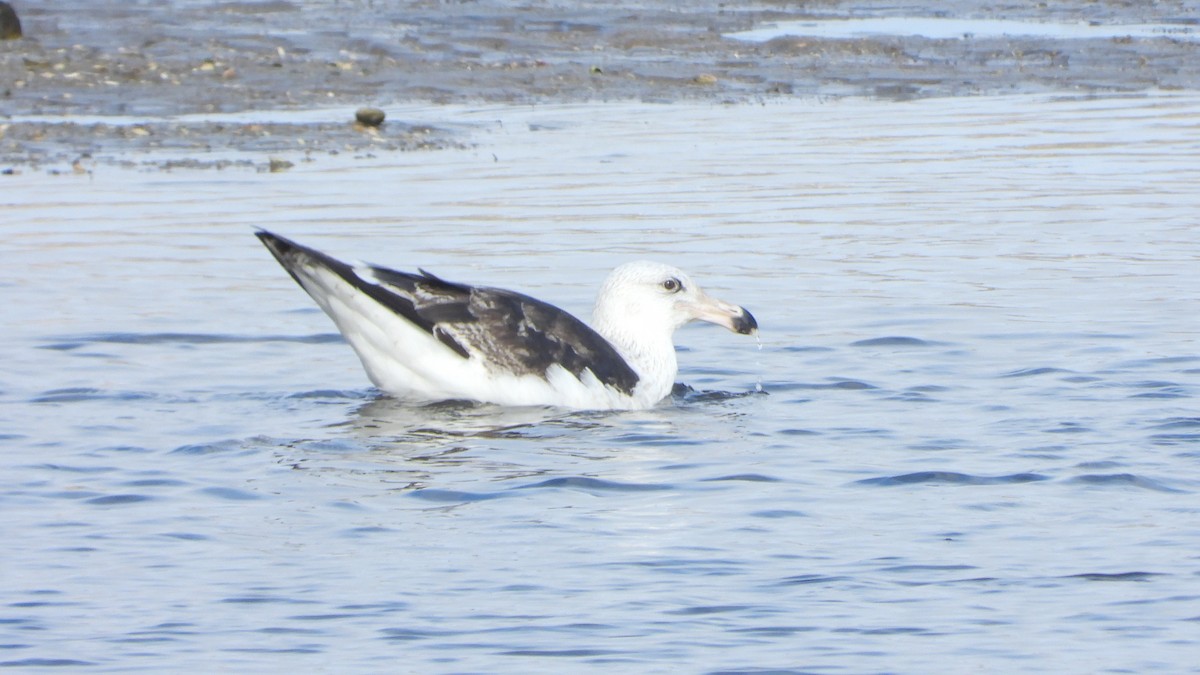 Great Black-backed Gull - ML647456235