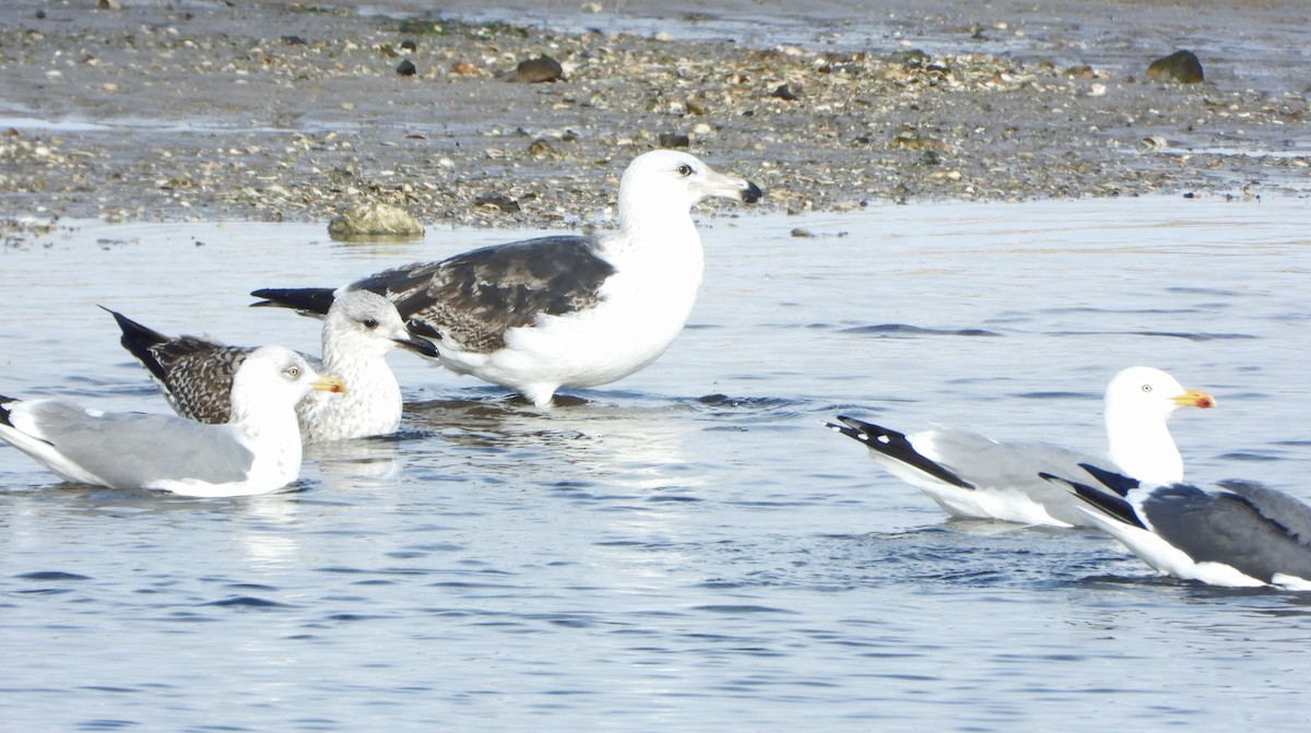 Great Black-backed Gull - ML647456236