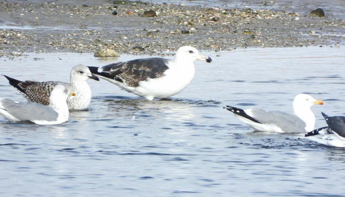 Great Black-backed Gull - ML647456237