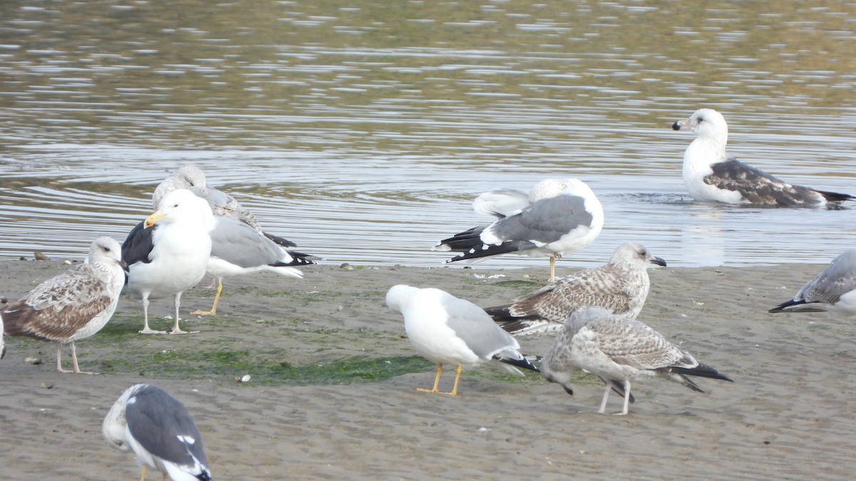 Great Black-backed Gull - ML647456238