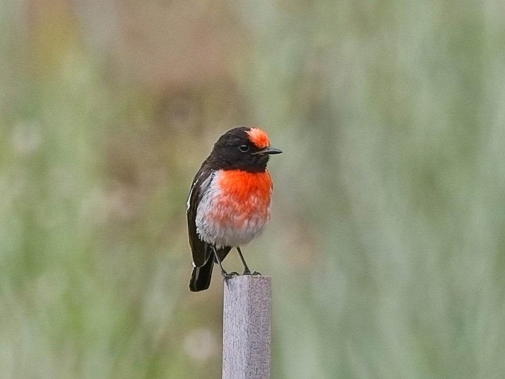 Red-capped Robin - ML647456239