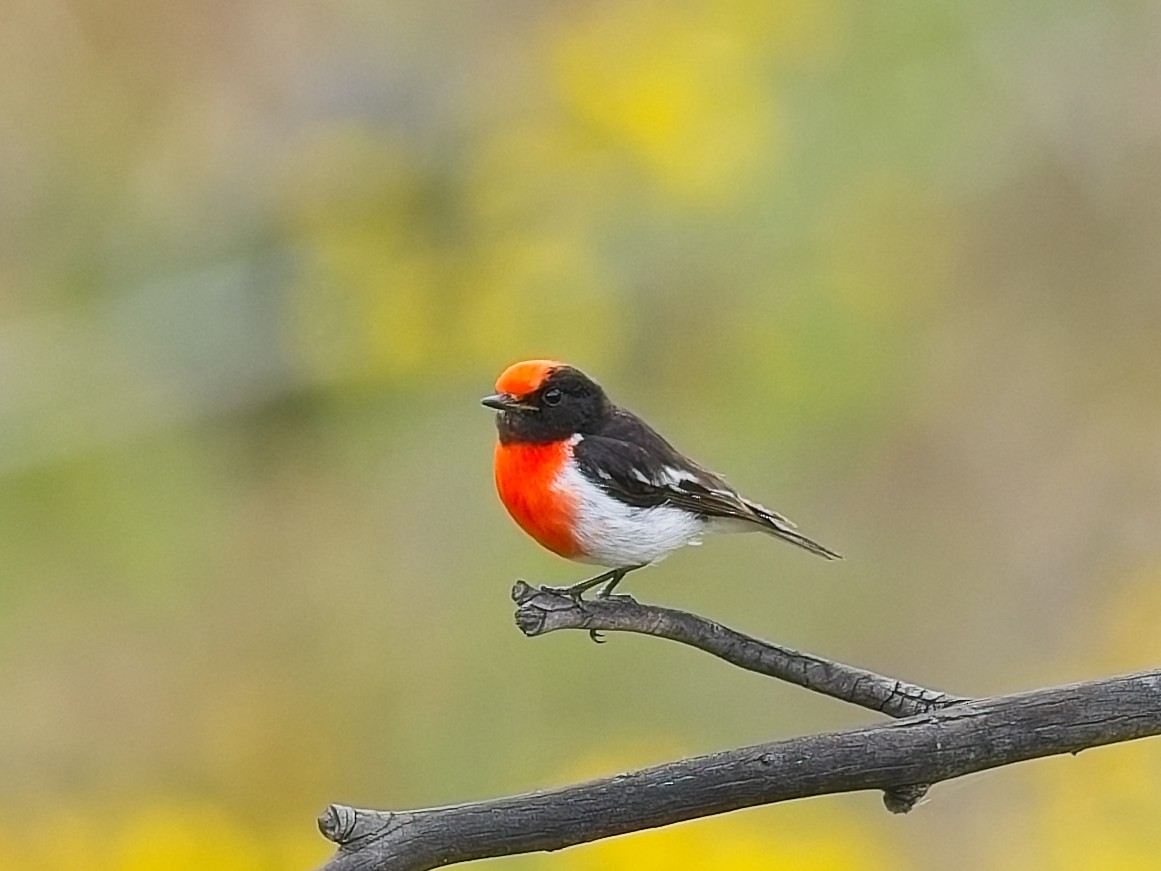Red-capped Robin - ML647456240