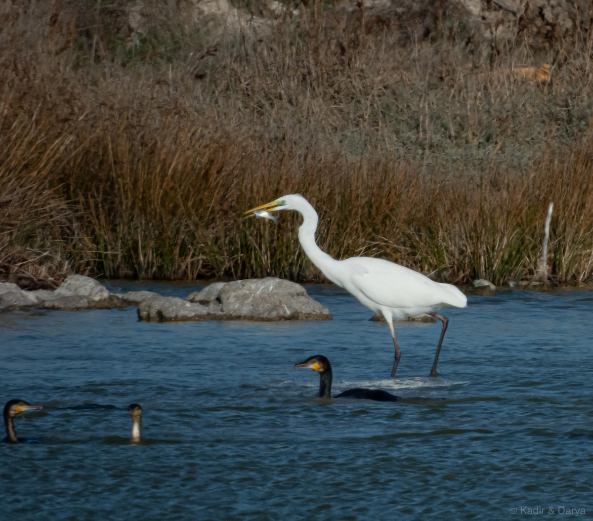 大白鷺 - ML647456241